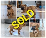 Small Photo #7 Bullmastiff Puppy For Sale in GRAND DETOUR, IL, USA