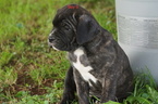 Small Photo #1 Cane Corso Puppy For Sale in FORT MITCHELL, AL, USA
