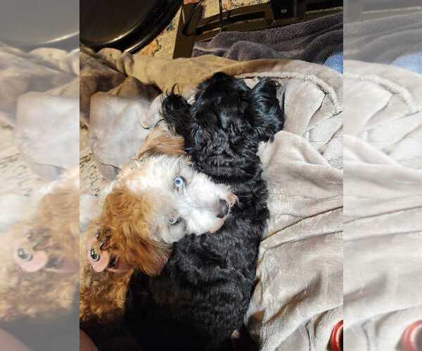 Medium Photo #5 Aussiedoodle Miniature  Puppy For Sale in WATERLOO, SC, USA
