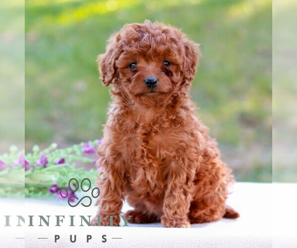 Medium Photo #1 Cavapoo (Miniature) Puppy For Sale in LITITZ, PA, USA