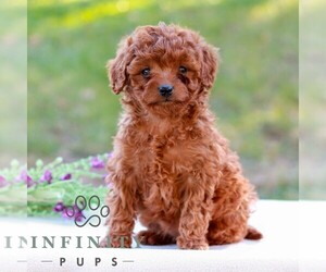 Cavapoo (Miniature) Puppy for sale in LITITZ, PA, USA