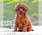 Diana - Female Cavapoo (Miniature) Puppy for Sale - Small photo