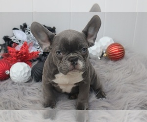 French Bulldog Puppy for sale in INDIANAPOLIS, IN, USA