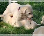 Small Photo #3 Labrador Retriever Puppy For Sale in WARSAW, OH, USA