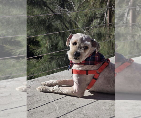 Medium Photo #4 Mutt Puppy For Sale in San Diego, CA, USA