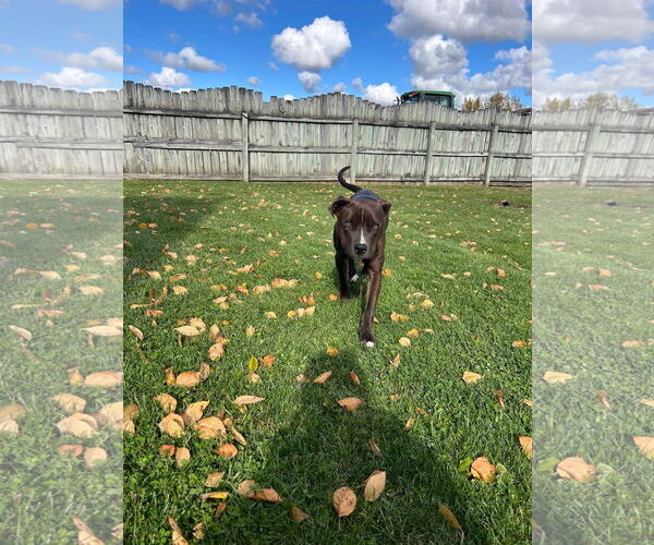Medium Photo #6 American Pit Bull Terrier-Unknown Mix Puppy For Sale in New London, WI, USA