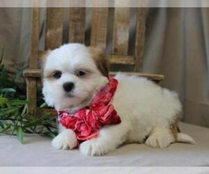 Lhasa Apso Puppy for Sale in ORO VALLEY, Arizona USA