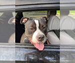 Small #2 Bulldog Mix