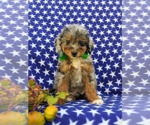 Cavapoo-Poodle (Miniature) Mix Puppy for sale in COCHRANVILLE, PA, USA