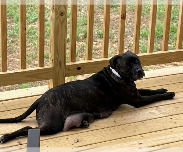 Medium Photo #8 Boxer-Unknown Mix Puppy For Sale in Raleigh, NC, USA