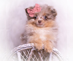 Small Photo #79 Pomeranian Puppy For Sale in WARSAW, IN, USA
