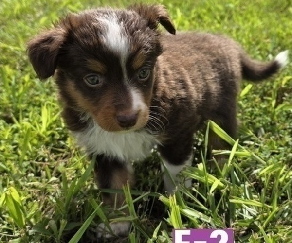 Medium Photo #7 Miniature Australian Shepherd Puppy For Sale in EVERTON, MO, USA