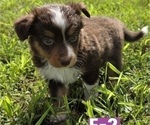 Small #6 Miniature Australian Shepherd