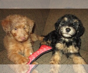 Aussie-Poo Puppy for sale in LINCOLN, AL, USA