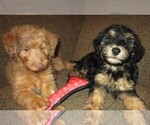 Small Photo #1 Aussie-Poo Puppy For Sale in LINCOLN, AL, USA
