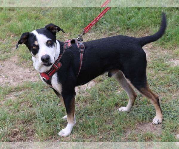 Medium Photo #2 Mutt Puppy For Sale in Bandera, TX, USA