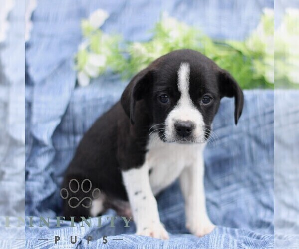 Medium Photo #3 Boston Terrier-Cock-A-Poo Mix Puppy For Sale in PORT ROYAL, PA, USA