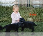 Small #8 Australian Retriever