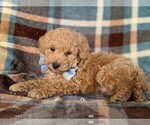 Small Photo #4 Poodle (Miniature) Puppy For Sale in KINZERS, PA, USA