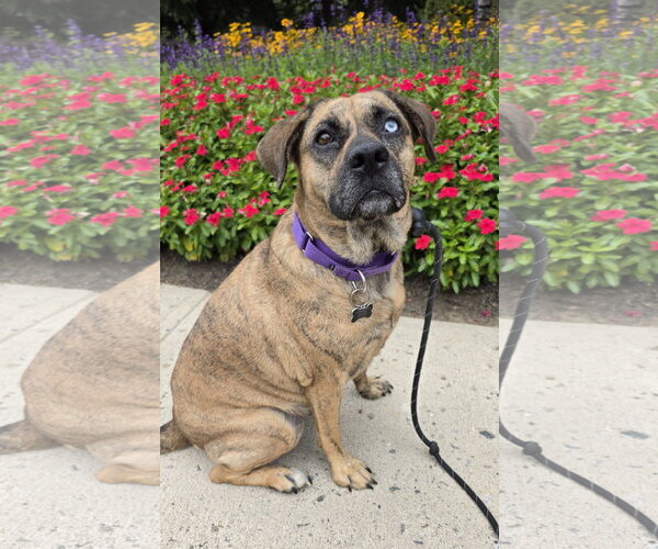 Medium Photo #11 Plott Hound-Unknown Mix Puppy For Sale in Rockaway, NJ, USA