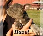 Small Photo #9 French Bulldog Puppy For Sale in AFTON, WY, USA