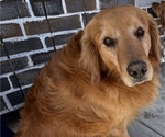 Small Photo #1 Golden Labrador-Goldendoodle Mix Puppy For Sale in GROVE CITY, OH, USA
