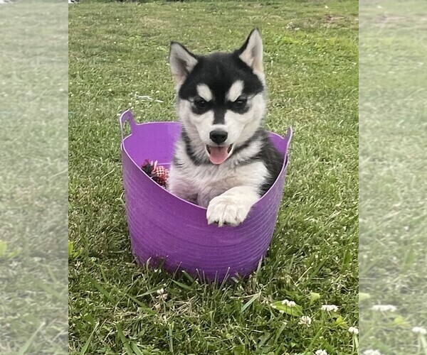 View Ad Alusky Puppy for Sale near Pennsylvania, LEWISBURG, USA. ADN