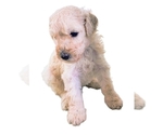 Small #1 Poodle (Standard)