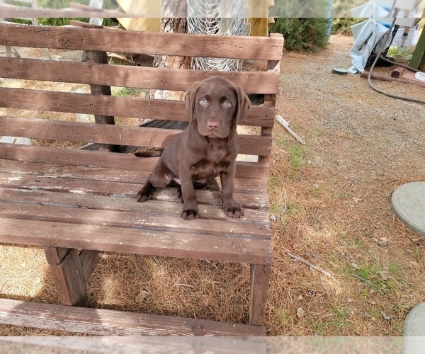 Medium Photo #9 Labrador Retriever Puppy For Sale in SANTA CLARITA, CA, USA