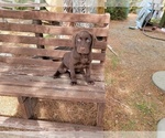 Small Photo #9 Labrador Retriever Puppy For Sale in SANTA CLARITA, CA, USA