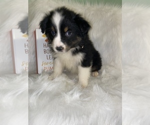 Australian Shepherd Puppy for sale in BEECH GROVE, IN, USA