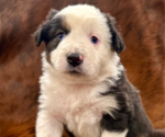 Small Photo #1 Australian Shepherd Puppy For Sale in CEDARVILLE, AR, USA