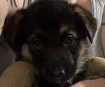 Small #1 German Shepherd Dog
