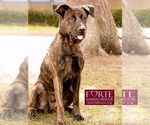 Small #5 Dutch Shepherd -Labrador Retriever Mix