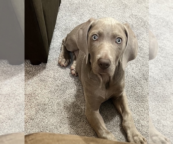 View Ad Weimaraner Puppy for Sale near Pennsylvania, BELLE VERNON, USA