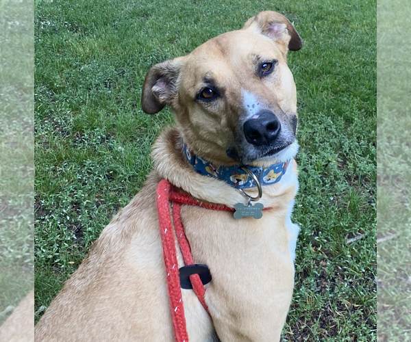 Medium Photo #24 Mutt Puppy For Sale in Fargo, ND, USA