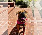 Small #4 Boxer-Bullmastiff Mix
