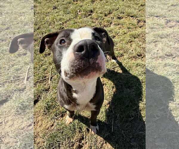 Medium Photo #10 American Pit Bull Terrier-Unknown Mix Puppy For Sale in Germantown, OH, USA