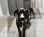 Beloved Babes : Buster - Male Boxer-Great Pyrenees Mix Dog for Adoption - Small photo