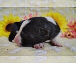 Small Photo #122 Border Collie Puppy For Sale in NORBORNE, MO, USA
