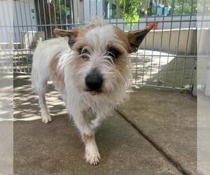 Mutt Dogs for adoption in Martinez, CA, USA