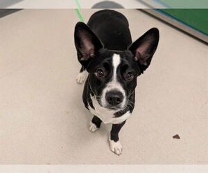 Chiweenie Dogs for adoption in Corona, CA, USA