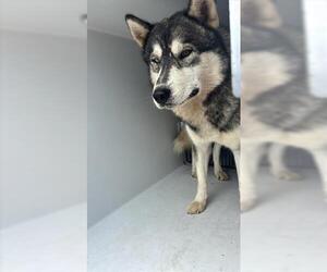 Siberian Husky Dogs for adoption in Houston, TX, USA