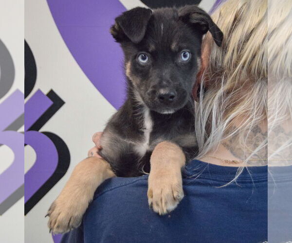 Medium Photo #5 Collie-German Shepherd Dog Mix Puppy For Sale in Huntley, IL, USA