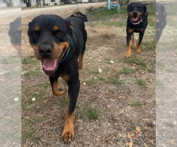 Medium Photo #2 Rottweiler Puppy For Sale in San Antonio, TX, USA