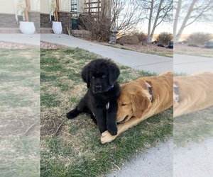 Golden Retriever-Saint Bernard Mix Puppy for sale in ELIZABETH, CO, USA