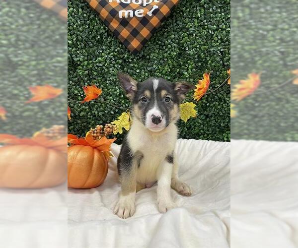 Medium Photo #1 Collie-Unknown Mix Puppy For Sale in Grasswood, Saskatchewan, Canada