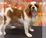 Penny - Female Cavalier King Charles Spaniel Dog for Adoption - Small photo