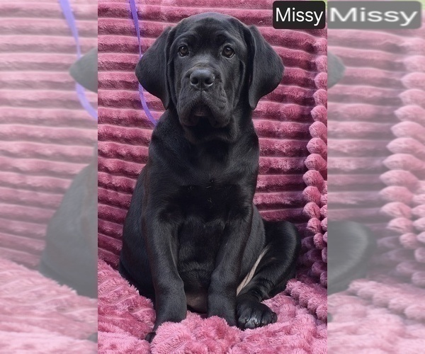 Medium Photo #2 Cane Corso Puppy For Sale in MINERAL WELLS, WV, USA