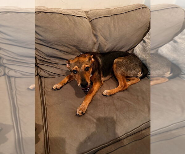 Medium Photo #8 Shepradors Puppy For Sale in Brewster, NY, USA